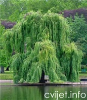 Bijela vrba - lat. Salix alba